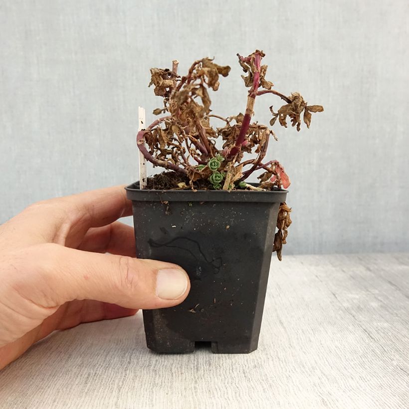 Ejemplar de Sedum Sunsparkler Blue Pearl Maceta de 8/9 cm entregado en otoño