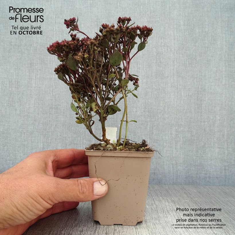 Ejemplar de Sedum Sunsparkler Dazzleberry Maceta de 8/9 cm entregado en otoño