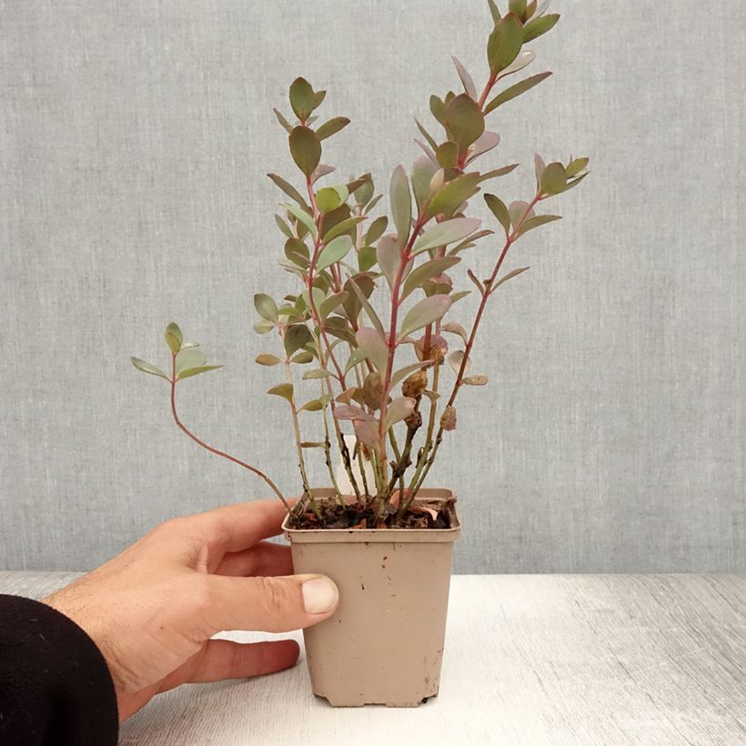 Ejemplar de Sedum Sunsparkler Plum Dazzled Maceta de 8/9 cm entregado en verano