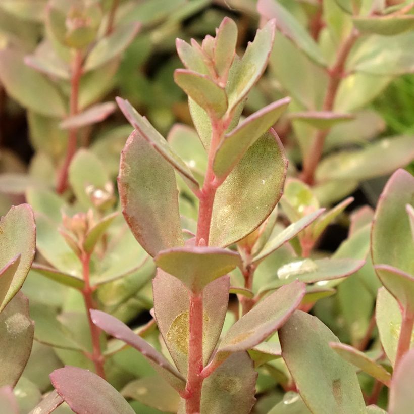 Sedum Sunsparkler Plum Dazzled (Follaje)