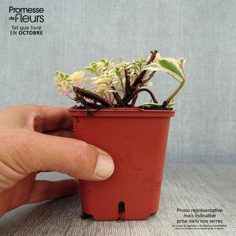 Ejemplar de Sedum takesimense Atlantis Maceta de 8/9 cm entregado en otoño