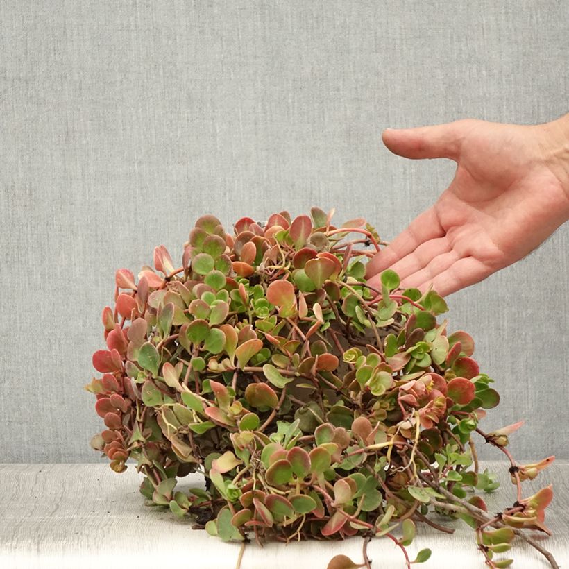 Ejemplar de Sedum tetractinum Coral Reef - Orpin Pot de 2L/3L entregado en verano