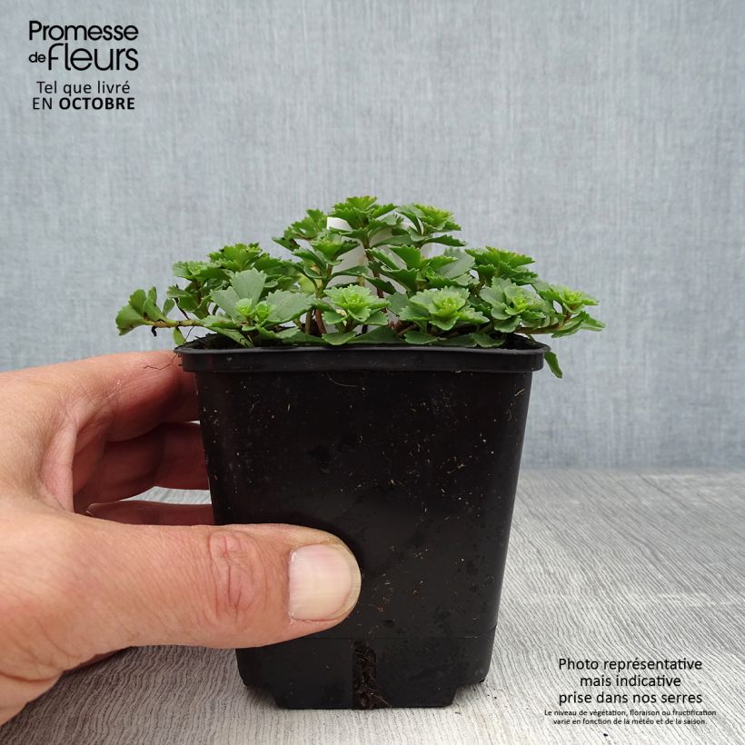 Ejemplar de Sedum kamtschaticum Weihenstephaner Gold - Sedun Maceta de 8/9 cm entregado en otoño