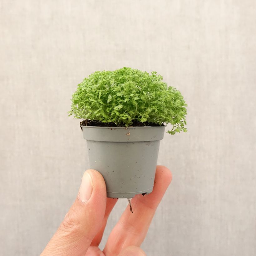 Selaginella apoda Mini-plante Ejemplar entregado en la primavera