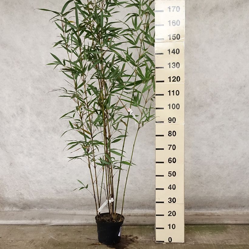 Ejemplar de Semiarundinaria fastuosa Viridis - Bambú Maceta 4L/5L entregado en otoño