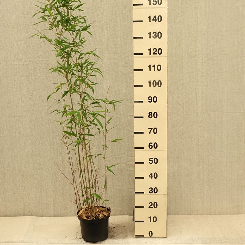 Ejemplar de Semiarundinaria makinoi - Bambú Maceta 4L/5LAltura de entrega aprox. 100/150cm entregado en verano