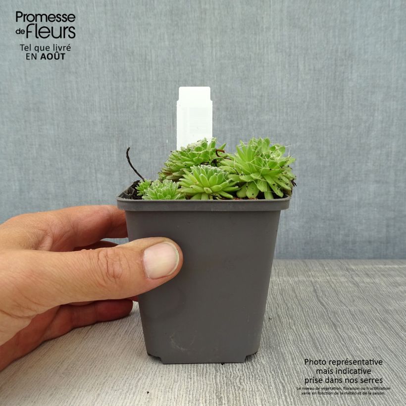 Ejemplar de Sempervivum arachnoideum Rubrum  de arañas Maceta de 8/9 cm entregado en verano