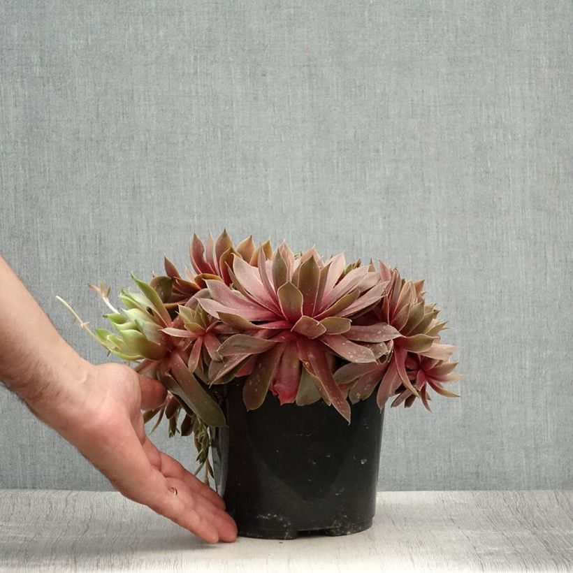 Ejemplar de Sempervivum (BigSam series) Ruby Star - Joubarbe Pot de 3L/4L entregado en verano