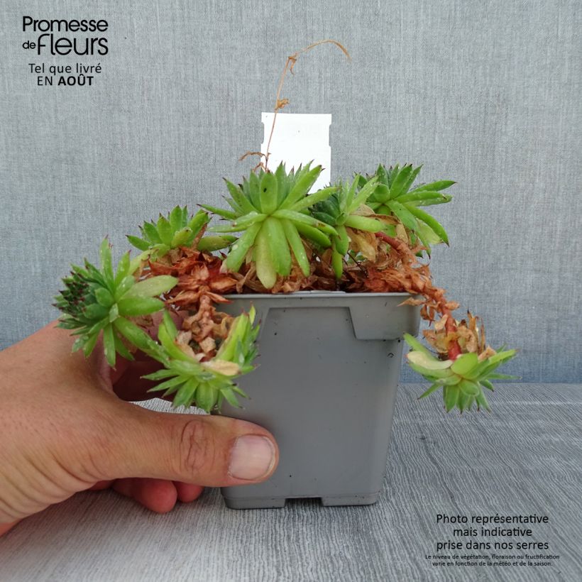 Ejemplar de Sempervivum Chick Charms Appletini Maceta de 10 cm/11 cm entregado en verano