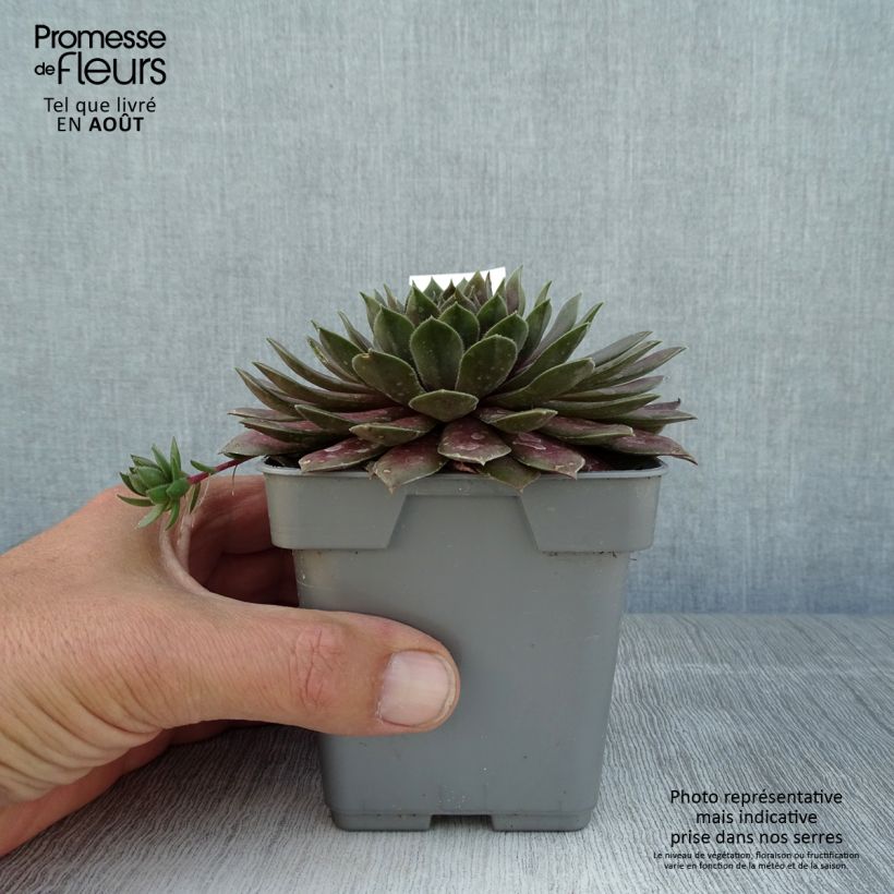 Ejemplar de Sempervivum Chick Charms CoslicCandy Maceta de 10 cm/11 cm entregado en verano