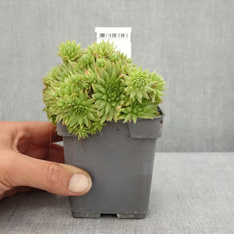 Ejemplar de Sempervivum Chick Charms Key Lime Kiss Maceta de 10 cm/11 cm entregado en verano