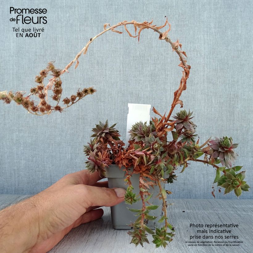 Ejemplar de Sempervivum Chick Charms Plum Perfect  - Joubarbe Pot de 10 cm/11cm entregado en verano