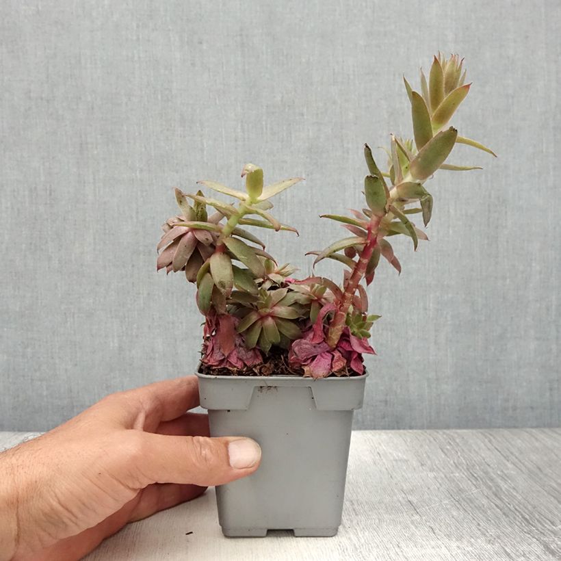 Ejemplar de Sempervivum Chick Charms Bing Cherry Maceta de 10 cm/11 cm entregado en verano