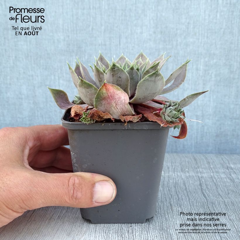 Ejemplar de Sempervivum Feldmaier - Joubarbe hybride  Godet de 8/9 cm entregado en verano