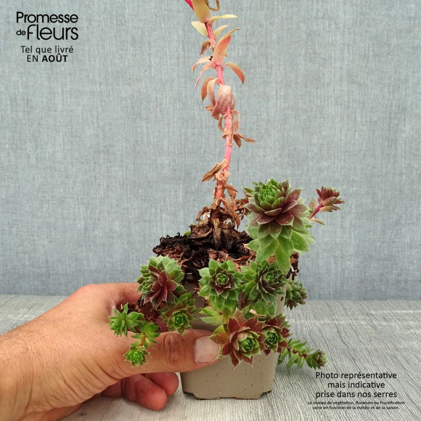 Ejemplar de Sempervivum Granat - Joubarbe hybride poupre et vert amande Godet de 8/9 cm entregado en verano