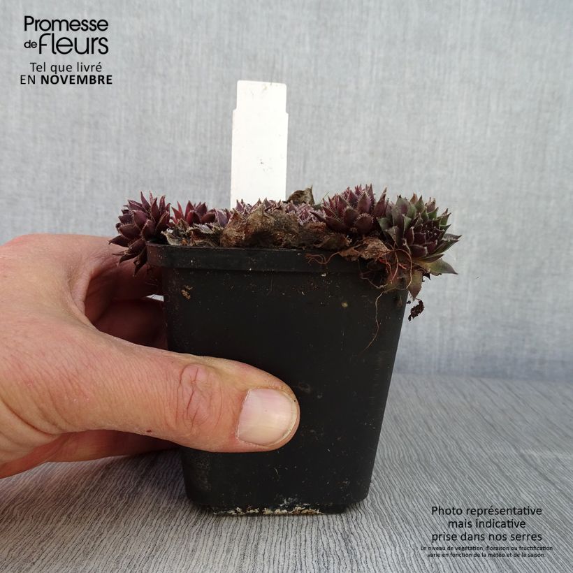 Ejemplar de Sempervivum Pilatus Maceta de 8/9 cm entregado en otoño
