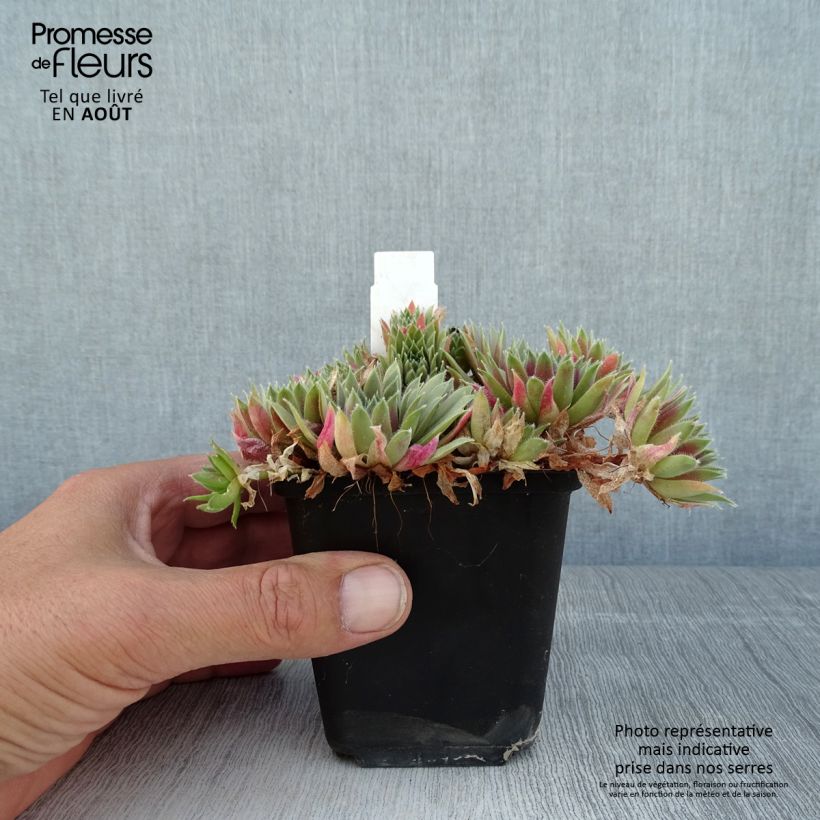 Ejemplar de Sempervivum Pilatus - Joubarbe hybride bronze-violacé. Godet de 8/9 cm entregado en verano