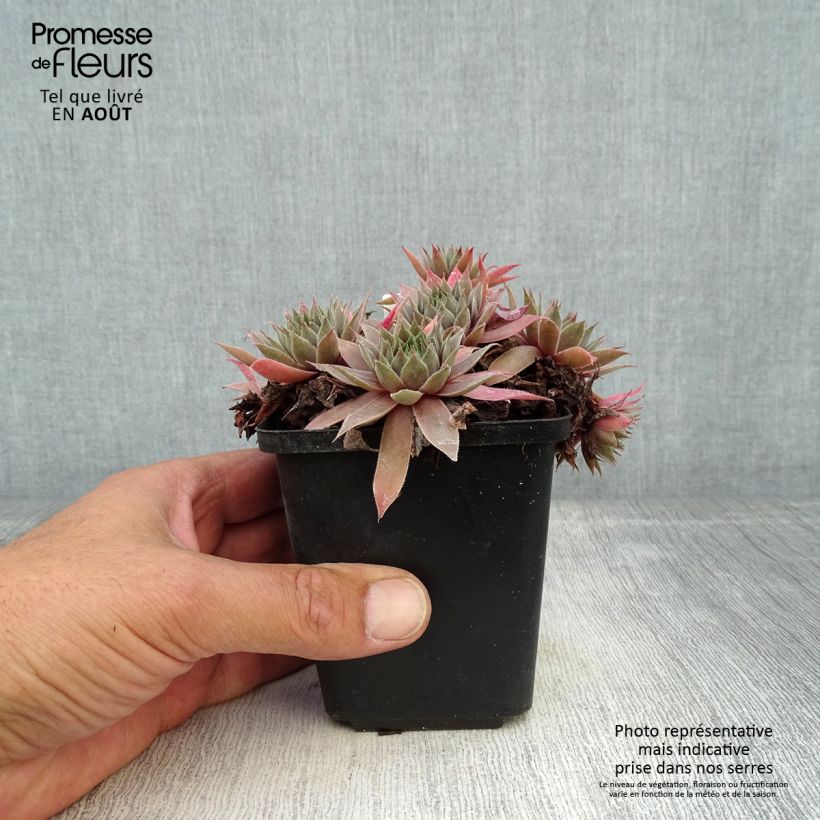 Ejemplar de Sempervivum Purple Beauty - Joubarbe bleu vert teinté de pourpre Godet de 8/9 cm entregado en verano