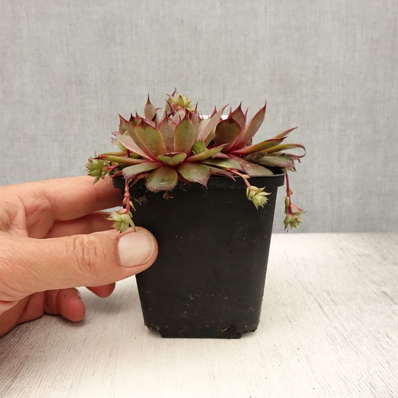 Ejemplar de Sempervivum Rauher Kulm - Joubarbe hybride - Godet de 8/9 cm entregado en verano