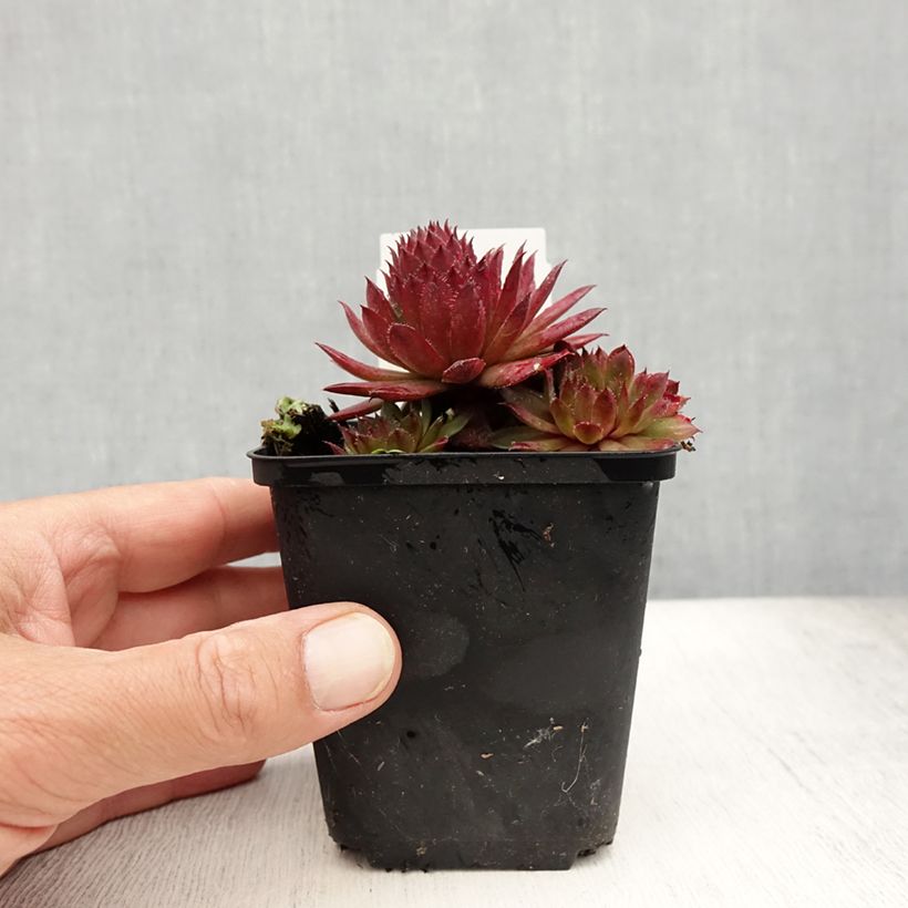 Ejemplar de Sempervivum Santis - Joubarbe hybride - Godet de 8/9 cm entregado en verano