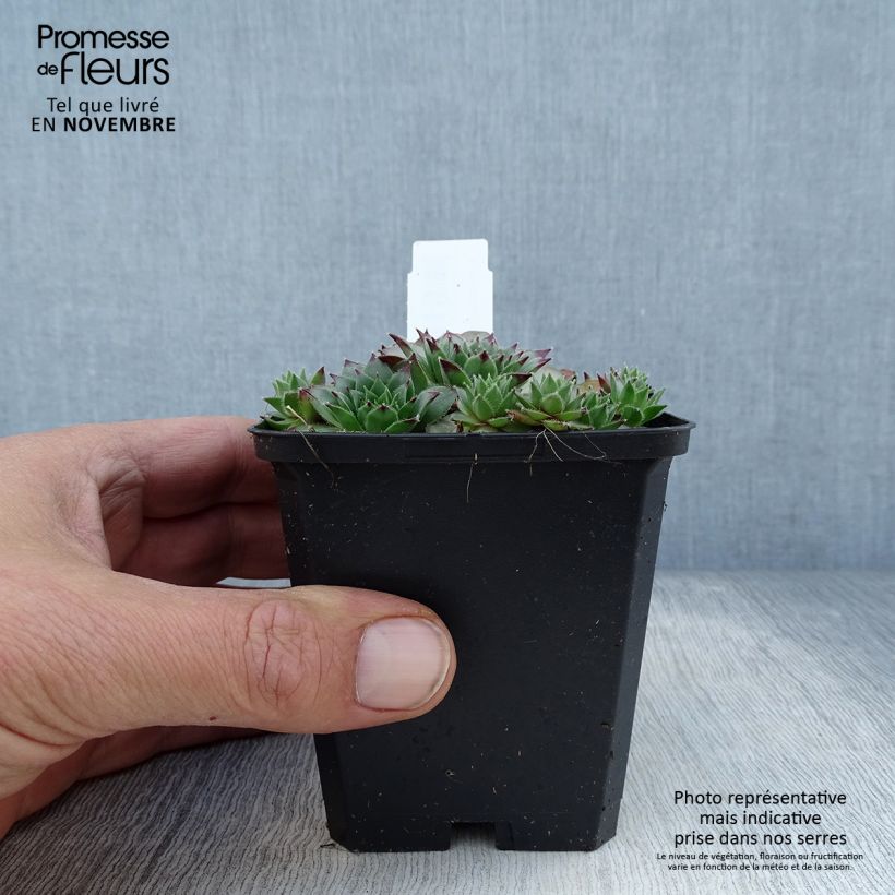 Ejemplar de Sempervivum tectorum - Barba de Júpiter Maceta de 8/9 cm entregado en otoño