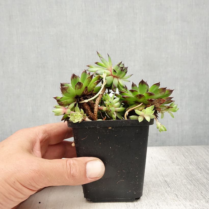 Ejemplar de Sempervivum tectorum - Barba de Júpiter Maceta de 8/9 cmAltura de entrega aprox. 5cm entregado en verano