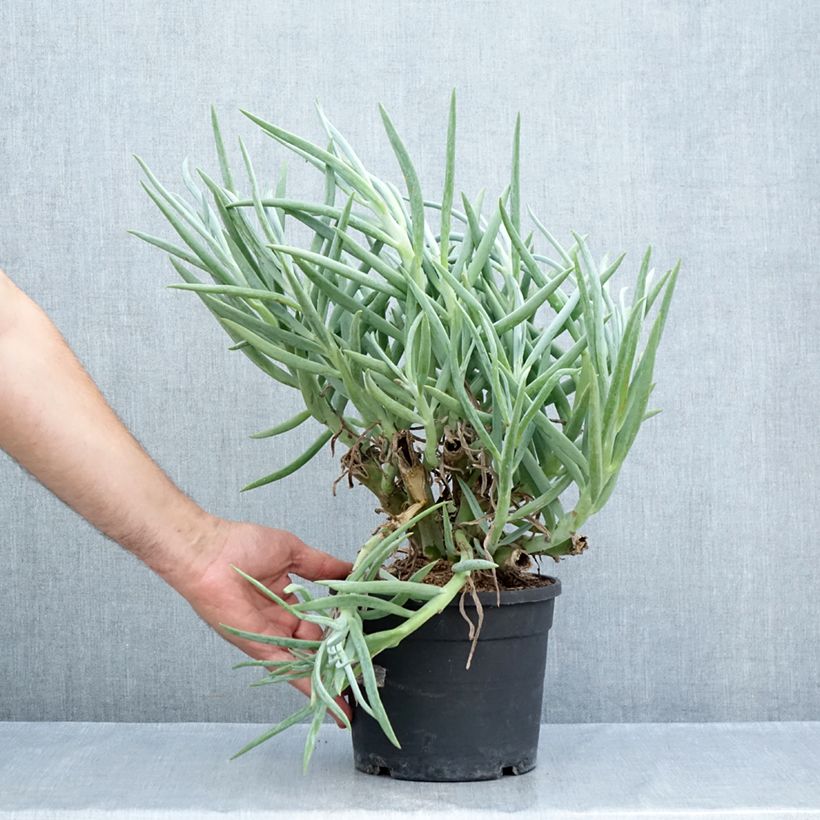 Ejemplar de Senecio ficoides Maceta 2L/3L entregado en verano