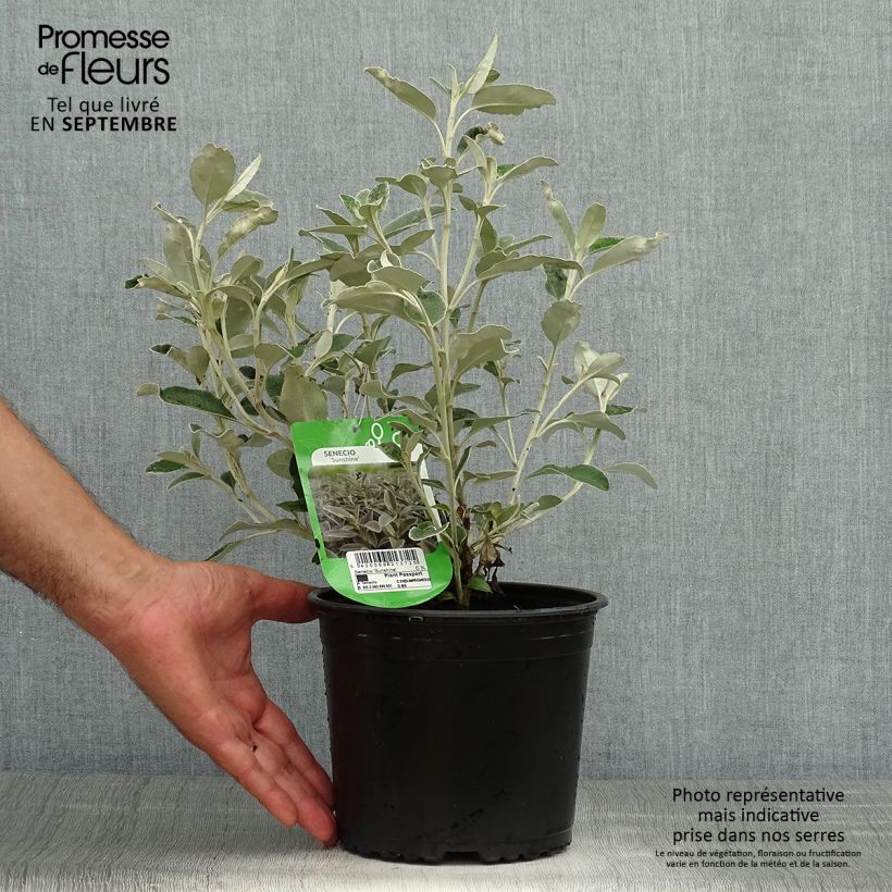 Ejemplar de Senecio greyi Sunshine Maceta 2L/3L entregado en otoño