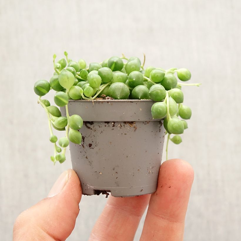 Senecio herreianus - Rosario planta Mini-plante Ejemplar entregado en la primavera