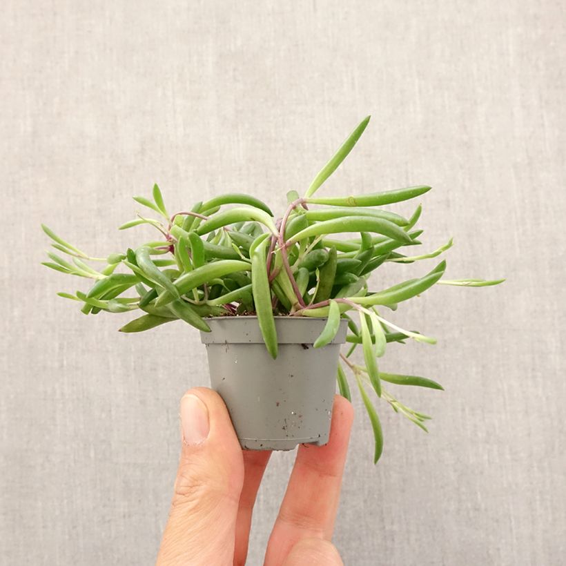 Senecio herreianus Purple Flush - Rosario planta Mini-plante Ejemplar entregado en la primavera