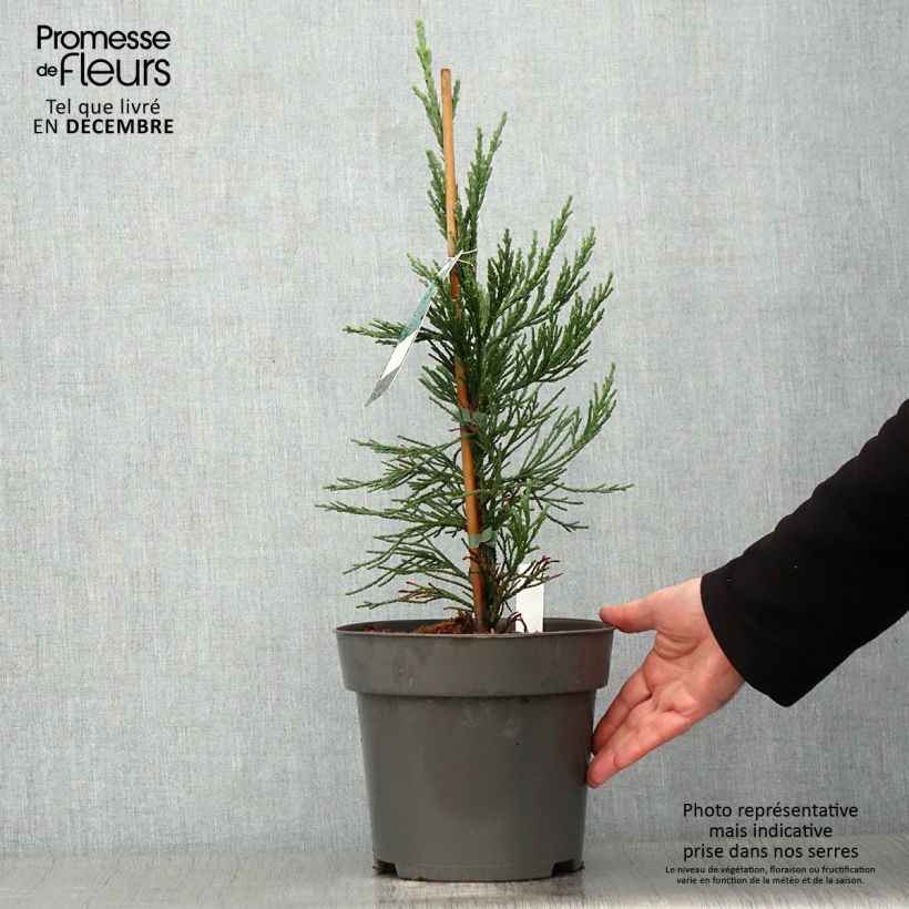Ejemplar de Sequoiadendron giganteum Glaucum - Secuoya gigante Maceta 4L/5L entregado en otoño