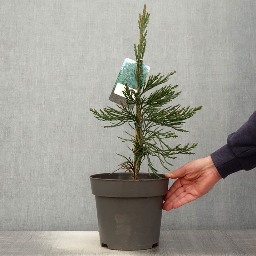 Sequoiadendron giganteum Glaucum - Secuoya gigante Maceta 4L/5LAltura de entrega aprox. 50/60cm Ejemplar entregado en la primavera