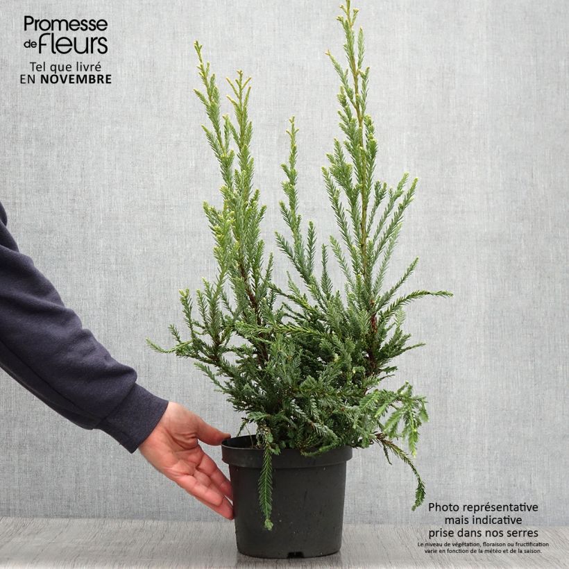 Ejemplar de Sequoia sempervirens Adpressa - Secuoya Maceta 3L/4L entregado en otoño