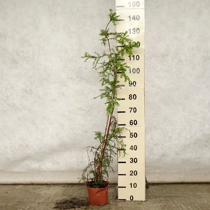 Ejemplar de Sequoia sempervirens - Secuoya Maceta 3L/4LAltura de entrega aprox. 60/80cm entregado en verano