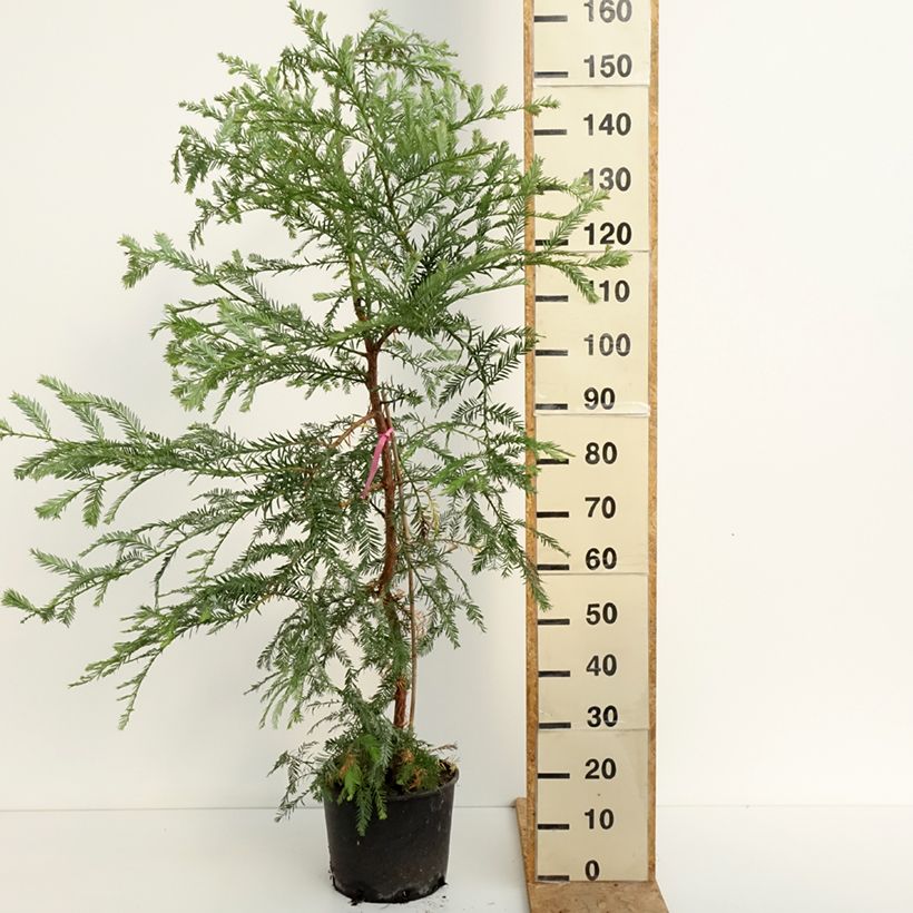 Ejemplar de Sequoia sempervirens - Secuoya Maceta 7,5L/10L entregado en verano