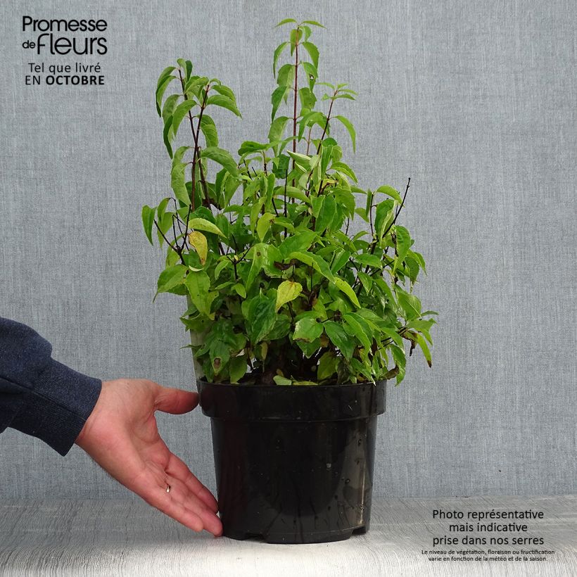 Ejemplar de Philadelphus virginalis Albâtre - Celinda Maceta 3L/4L entregado en otoño