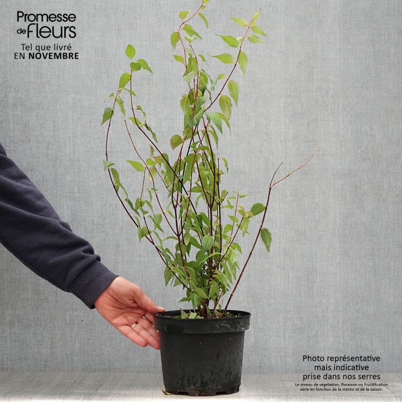 Ejemplar de Philadelphus lemoinei - Celinda Maceta 3L/4L entregado en otoño