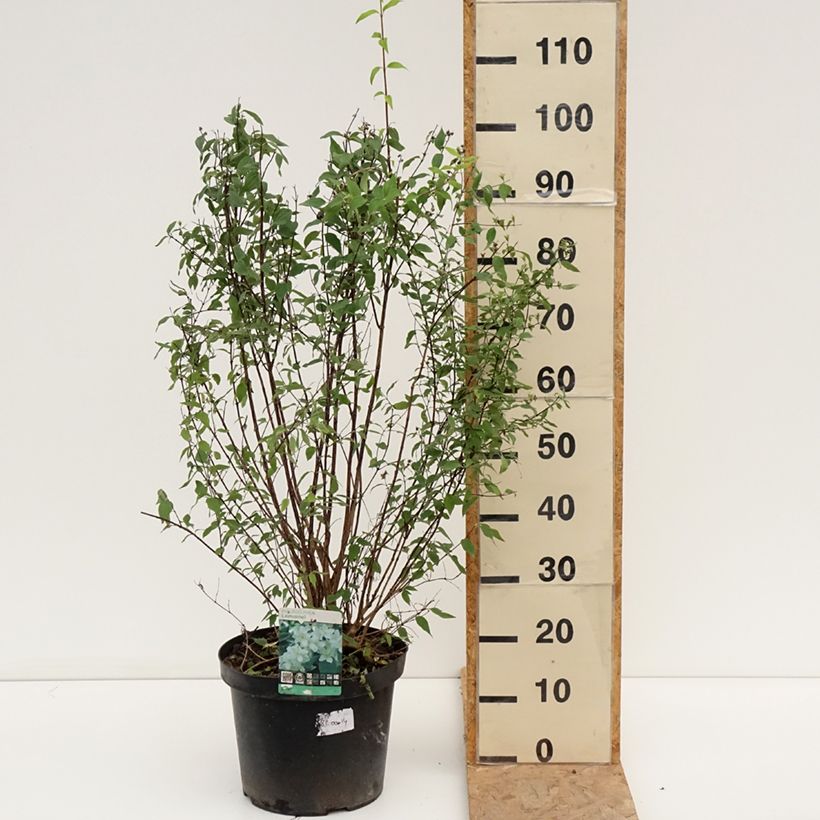 Ejemplar de Philadelphus lemoinei - Celinda Maceta 7,5L/10L entregado en verano