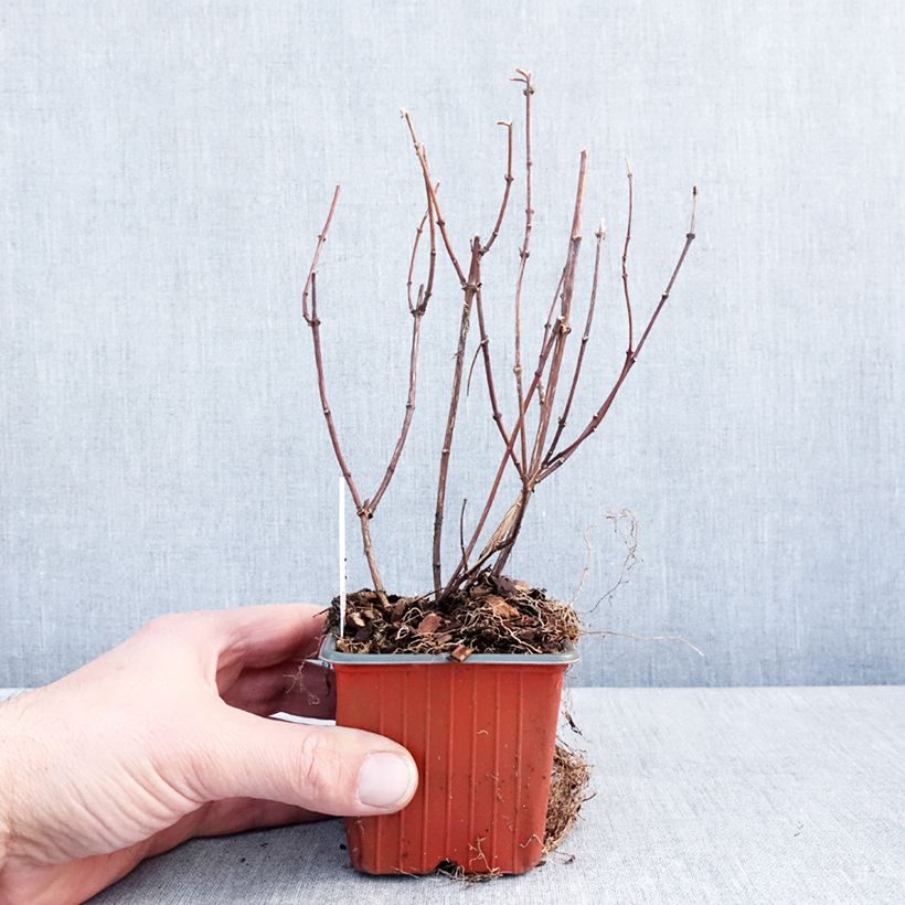 Philadelphus Belle Etoile - Celinda Maceta de 8/9 cm Ejemplar entregado en invierno