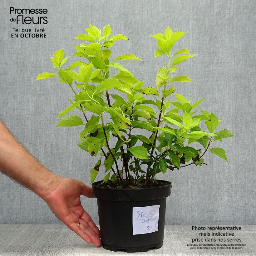 Ejemplar de Philadelphus coronarius Aureus - Celinda Maceta 2L/3L entregado en otoño