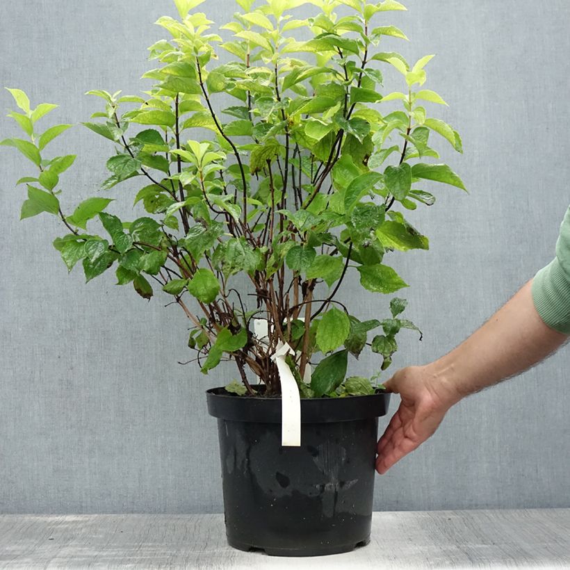 Ejemplar de Philadelphus coronarius Aureus - Celinda Maceta 7,5L/10LAltura de entrega aprox. 60/70cm entregado en verano