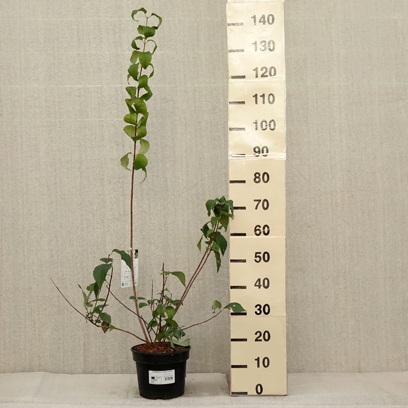 Ejemplar de Philadelphus coronarius Godzisz - Celinda Maceta 4L/5LAltura de entrega aprox. 60/80cm entregado en otoño