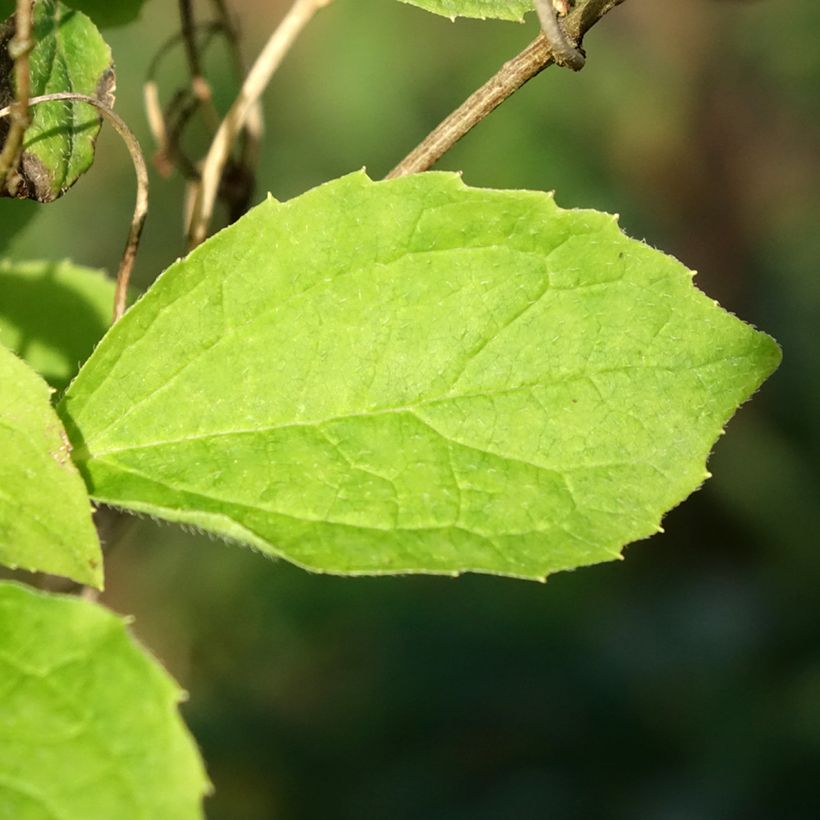 Philadelphus coronarius Kostelec WB - Celinda (Follaje)