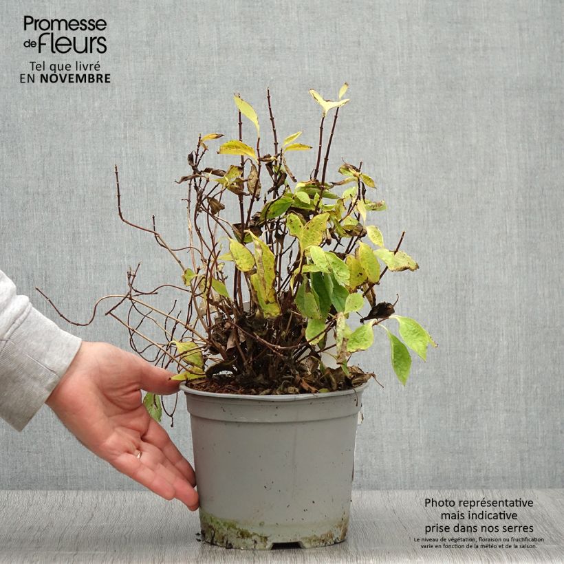 Ejemplar de Philadelphus coronarius Kostelec WB - Celinda Maceta 3L/4L entregado en otoño
