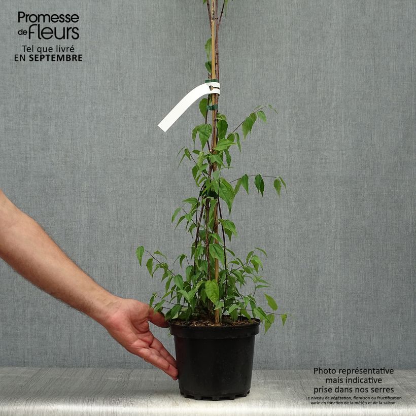Ejemplar de Philadelphus mexicanus - Celinda Maceta 3L/4L entregado en otoño