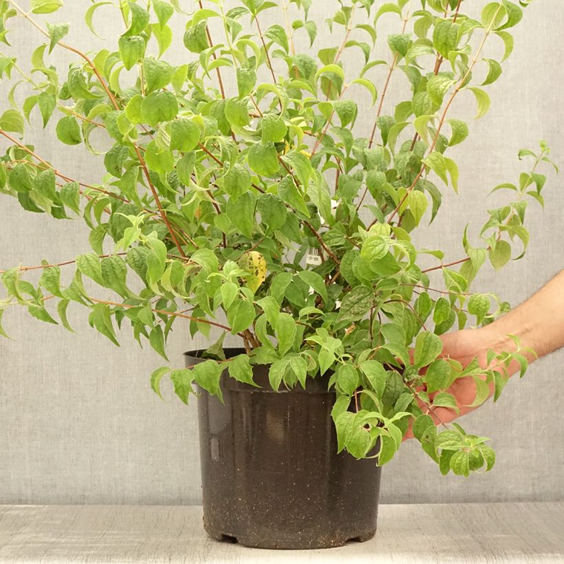 Ejemplar de Philadelphus Beauclerk - Celinda Maceta 7,5L/10LAltura de entrega aprox. 80/100cm entregado en verano