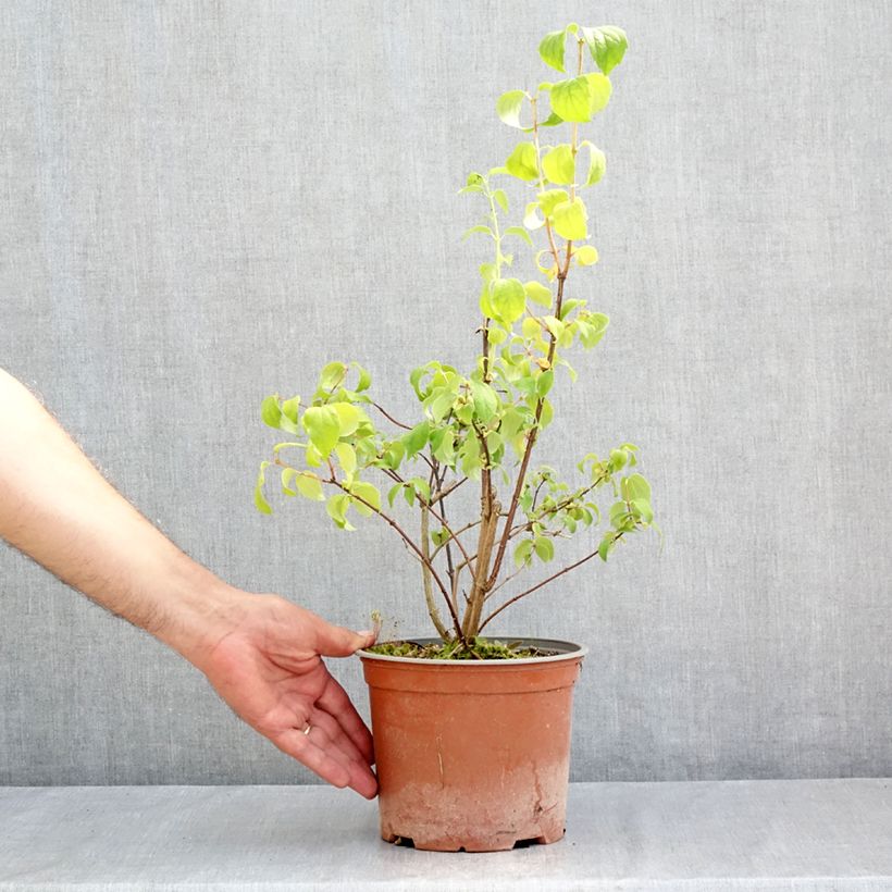 Ejemplar de Philadelphus coronarius Justynka - Celinda Maceta 3L/4L entregado en verano