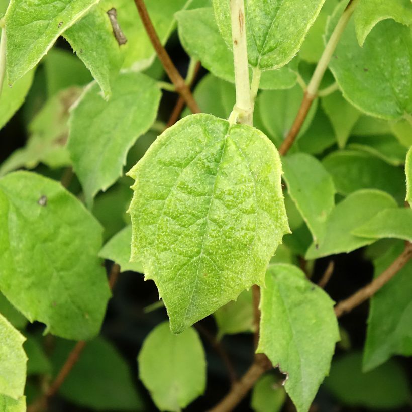 Philadelphus Frosty Morn - Celinda (Follaje)