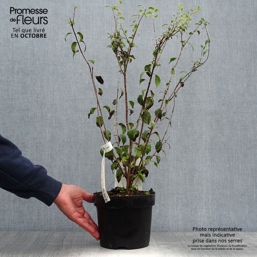 Ejemplar de Philadelphus Frosty Morn - Celinda Maceta 3L/4L entregado en otoño
