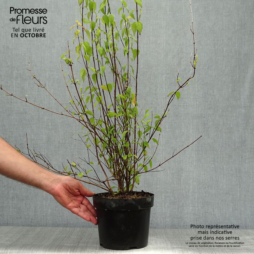 Ejemplar de Philadelphus Mont Blanc - Celinda Maceta 3L/4L entregado en otoño